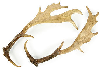 Resin Fallow Deer Antlers